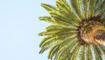 Palm Yağı Hakkında Bilimsel Gerçekler: 10 Şaşırtıcı Özellik