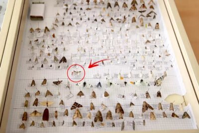 Yeni Keşfedilen Güve Türüne Eşinin Adı Verildi: Bilim Dünyasında Duygusal Bir Buluş