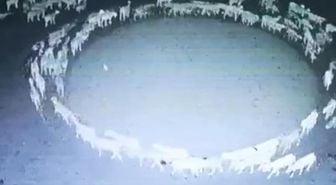 12 Gün Boyunca Dönen Koyunların Gizemi! Bilim İnsanından Dikkat Çeken Açıklama